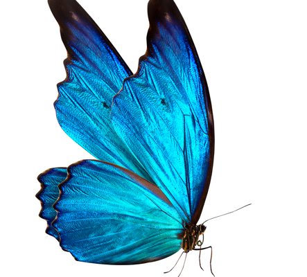 Vlinder behandeling – helen over de grenzen van generaties heen, al dan niet gebruikmakend van een ancestrale techniek