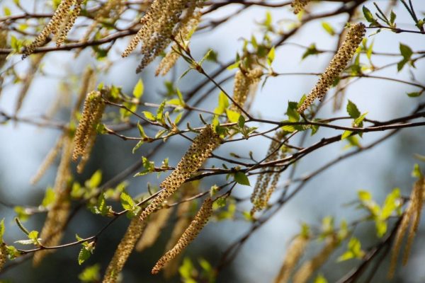 Témoignage NAET – plus de rhume des foins